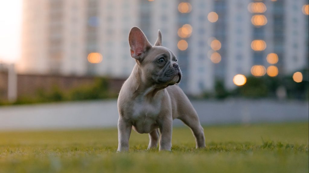 Bouledogue Français FAQ