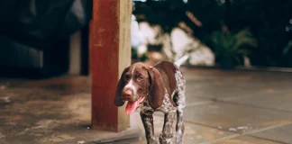 Top 100 Female Dog Names: Popular, Unique & Trending Choices Top 100 Female Dog Names