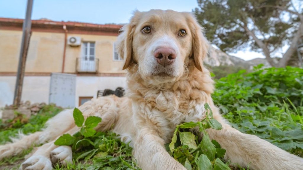 Golden Retriever