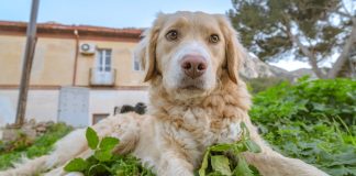 Golden Retriever: The Complete Guide golden retriever