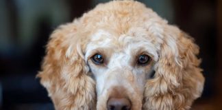 Poodle: The Complete Guide poodle