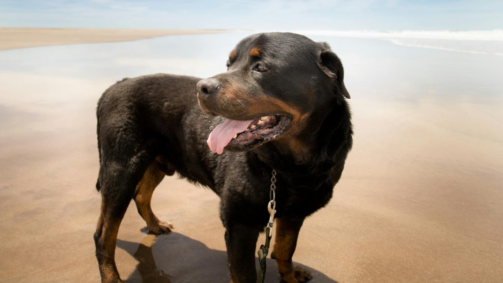Rottweiler