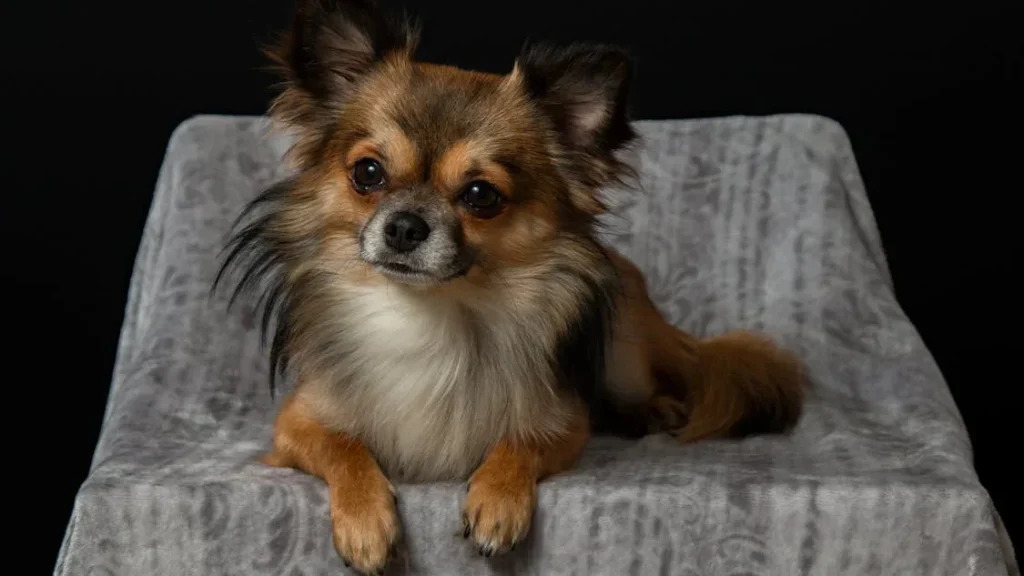 15 Migliori Razze di Cani Teacup per gli Amanti dei Cani Piccoli