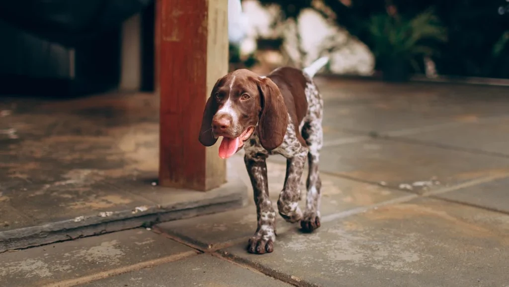 Top 100 Female Dog Names