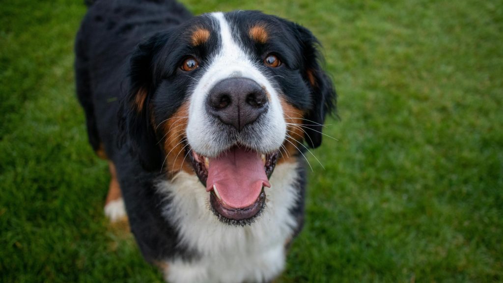 Berner sennenhund