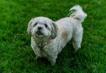 Bichón Frisé: La guía completa Bichon Frise