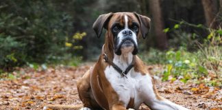 Boxer: The Complete Guide boxer