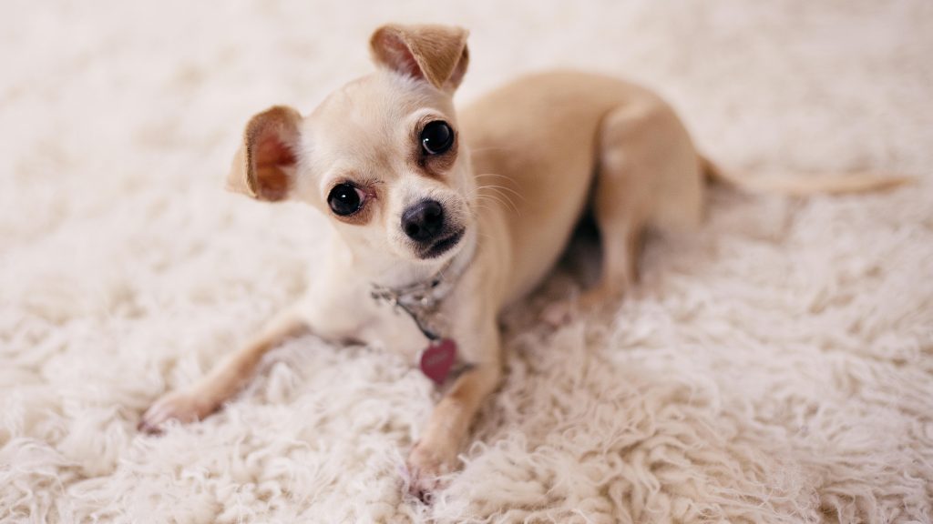 Chihuahua