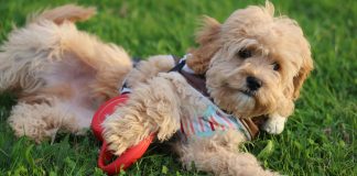 Cockapoo: The Complete Guide Cockapoo