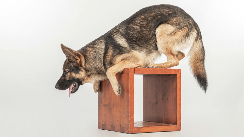 Porozumění chování a komunikaci psů