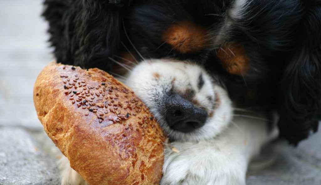 Top 10 Zdravých Potravin pro Psy