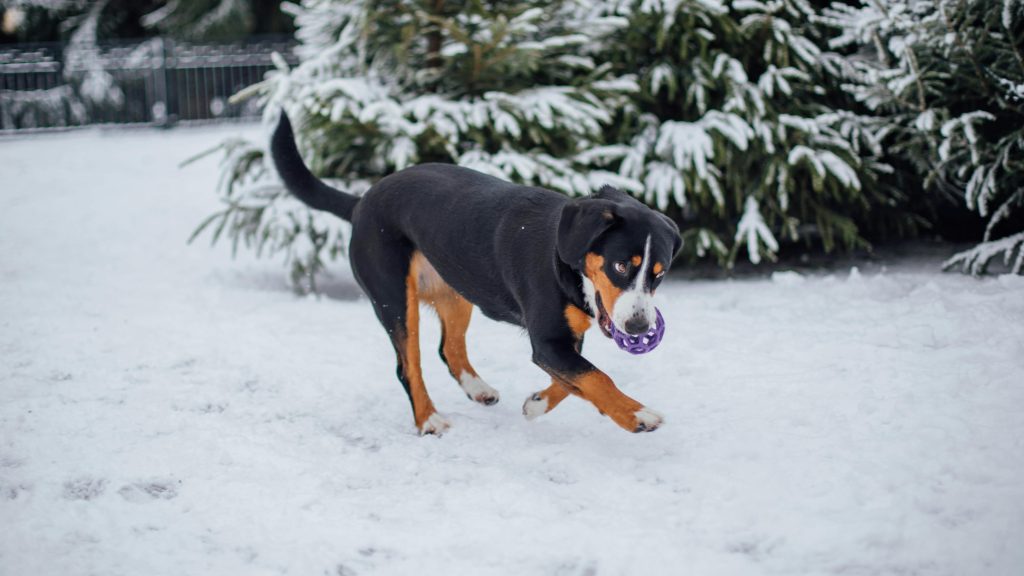 Hvordan Holde Hunden Varm om Vinteren