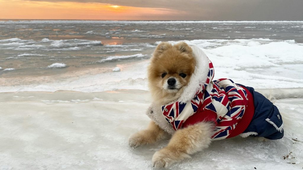 Vinterpleie for hundepoter