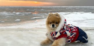 Winter Paw Care: How to Protect Your Dog from Ice, Snow, and Salt Mohou se psi zamilovat?