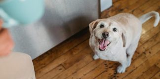 How to Teach Your Dog to Sit: Simple and Effective Training Methods Kuinka Opettaa Koira Istumaan Nopeasti ja Tehokkaasti