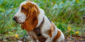 Basset Hound: The Complete Guide Basset Hound