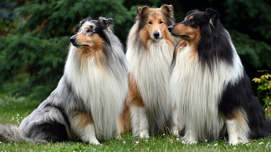 Shetland Sheepdog