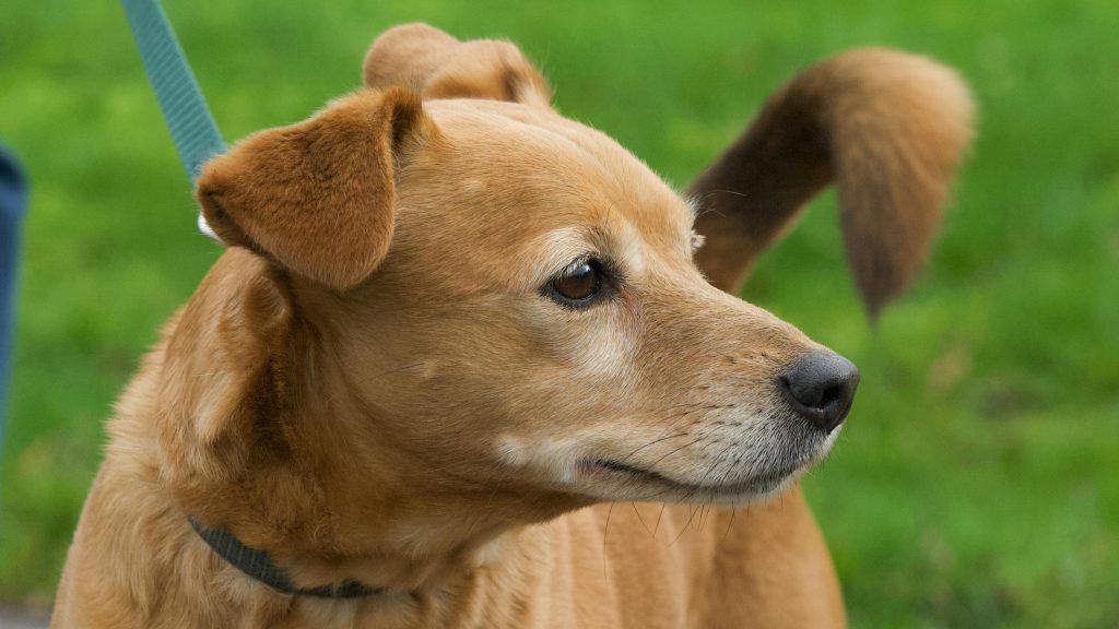 Hvorfor jager hunder halen sin?