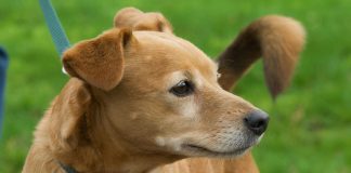 Why Do Dogs Chase Their Tails? The Surprising Reasons Behind This Behavior Hvorfor jager hunde deres hale?