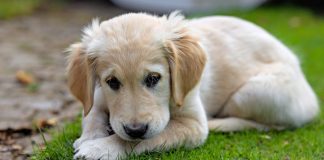 How to Deal with Dog Separation Anxiety: Effective Solutions to Keep Your Pet Calm How to Deal with Dog Separation Anxiety