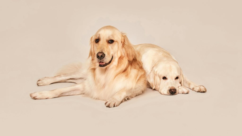 Kan hunder bli forelsket?