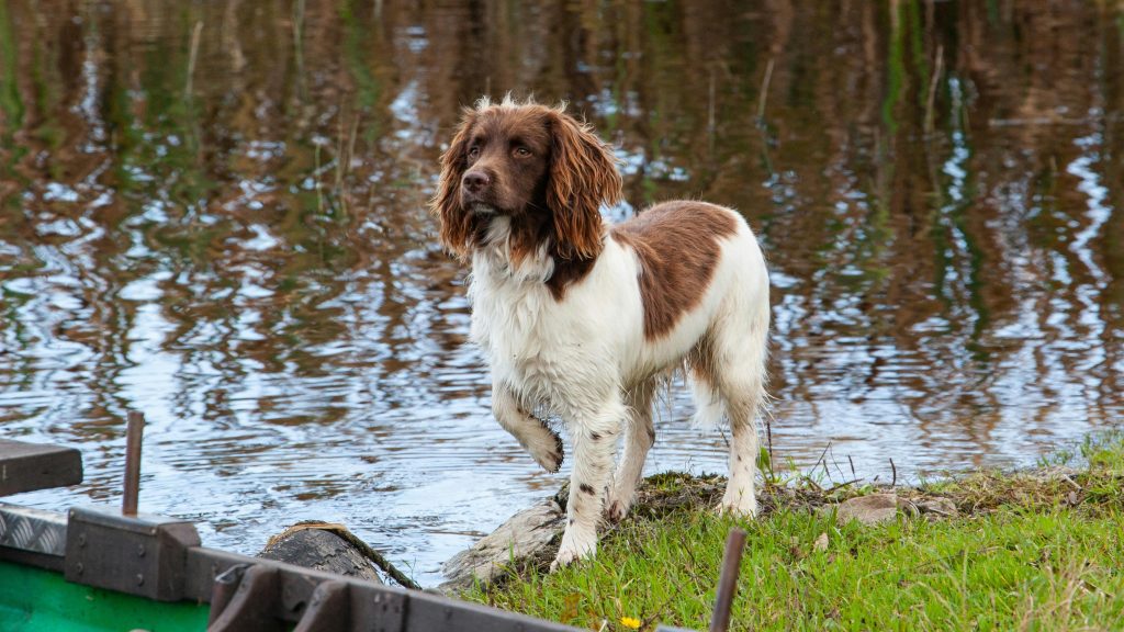 20 hypoallergena hundraser för allergiker