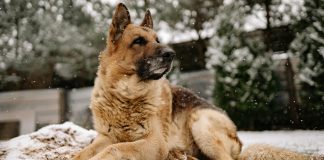Top 5 Most Loyal Dog Breeds: Unwavering Devotion and Faithful Companions Top 5 Mest Lojale Hundehunderaser