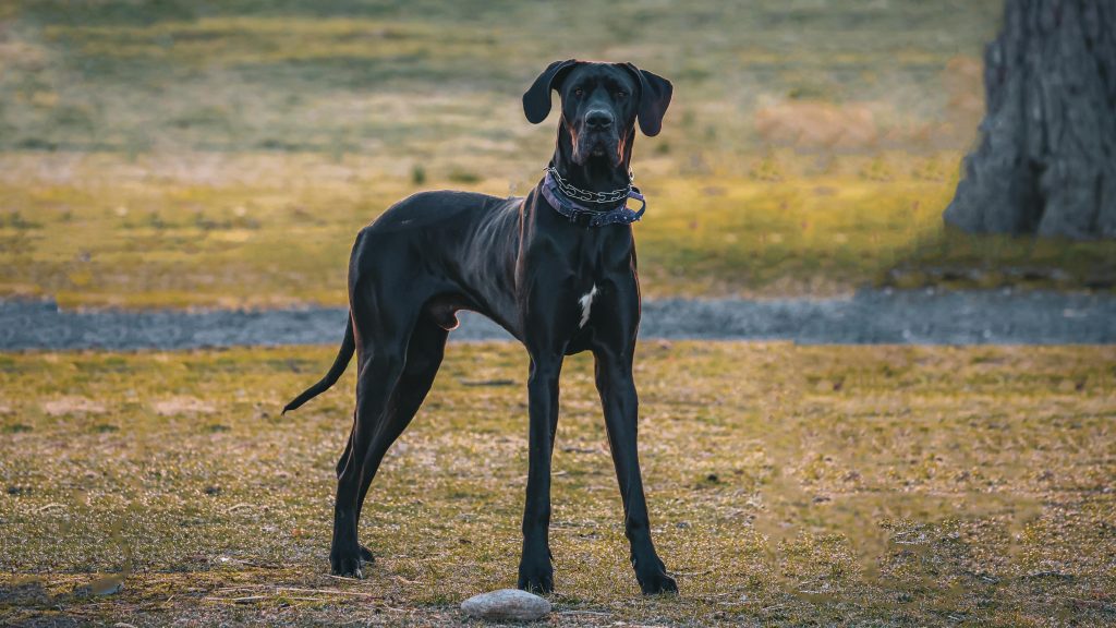 Great Dane