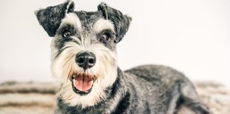 Miniature Schnauzer: The Complete Guide Kääpiösnautseri
