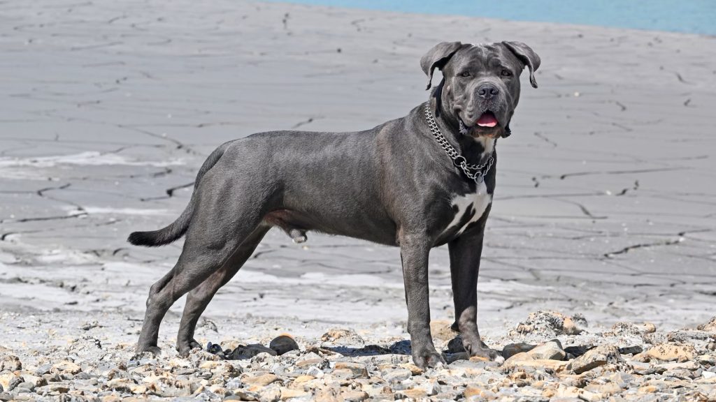 Cane Corso