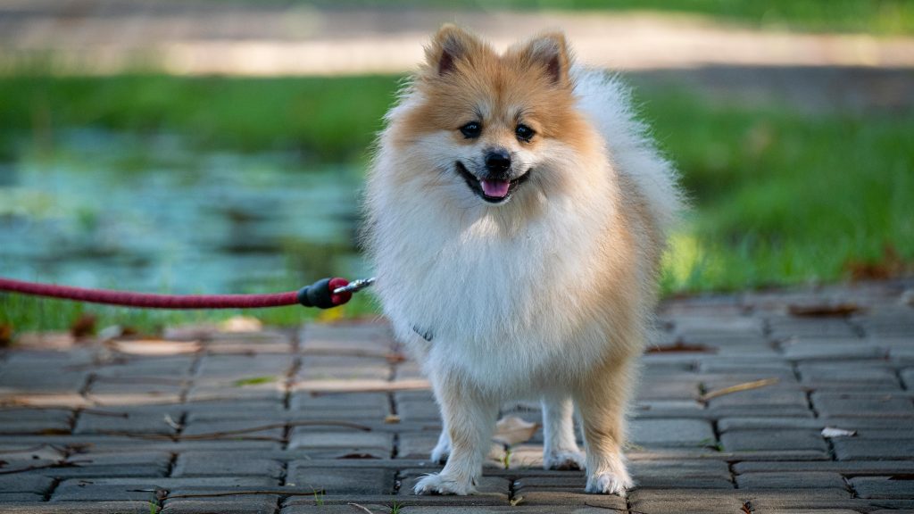 Spitz Nain