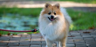 Pomeranian: The Complete Guide Pomeranian