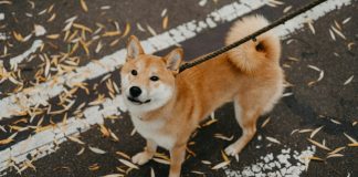 Shiba Inu: The Complete Guide shiba inu