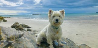 West Highland White Terrier: The Complete Guide West Highland White Terrier